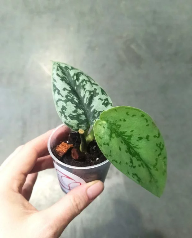 Scindapsus Silver Lady – Image 3