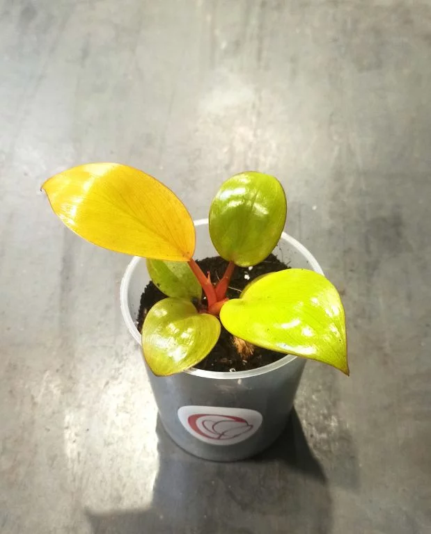 Philodendron Mars – Image 3