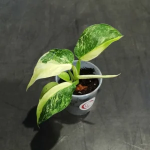 Philodendron Jose Buono