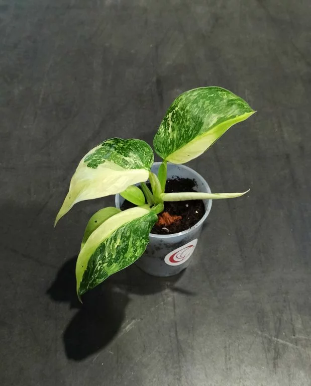 Philodendron Jose Buono – Image 3