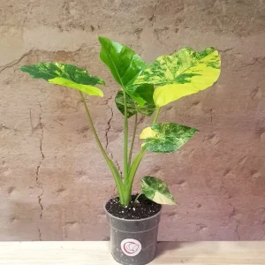 Alocasia Gageana Variegata