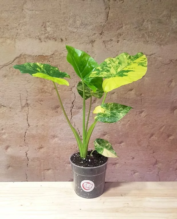 Alocasia Gageana Variegata