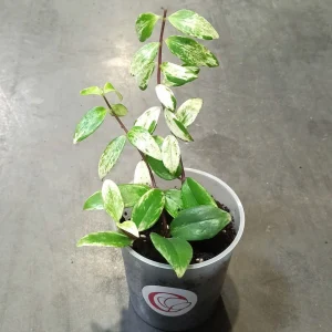 Aeschynanthus Lobbianus Variegata