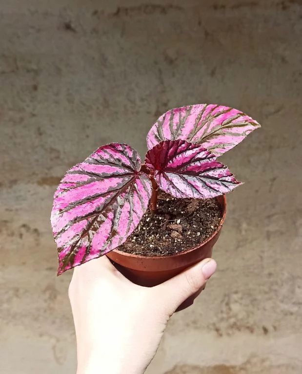 Begonia Brevirimosa – Image 4