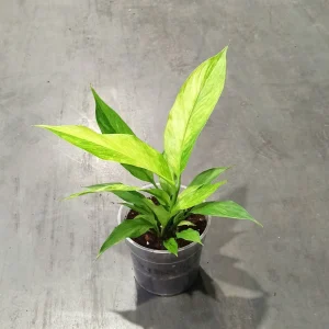 Spathiphyllum Sensation Aurea