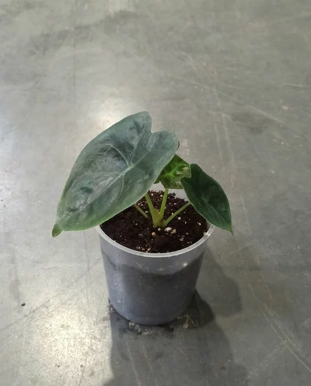 Alocasia Golden Bone – Image 4