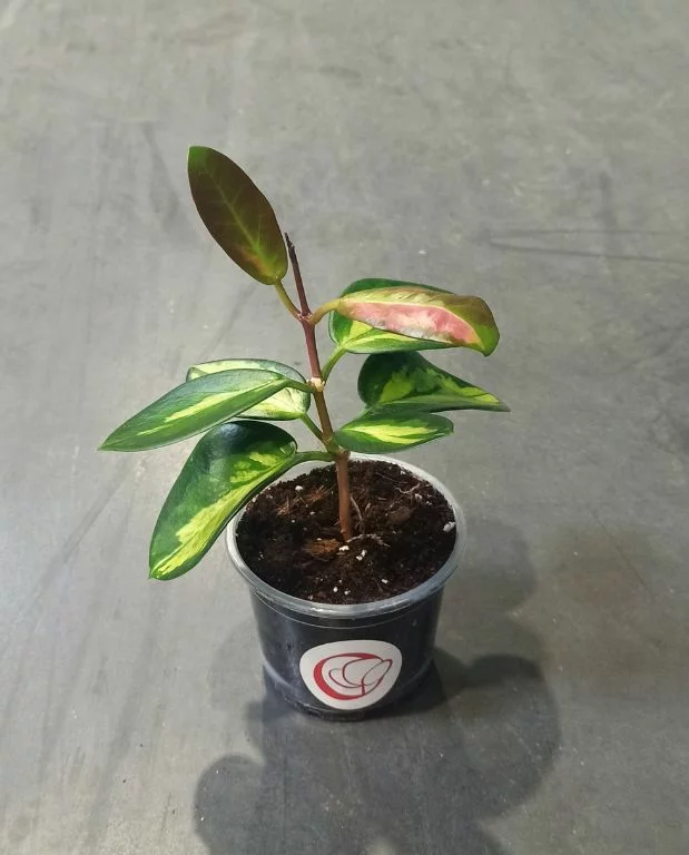 Hoya Australis Lisa – Image 7