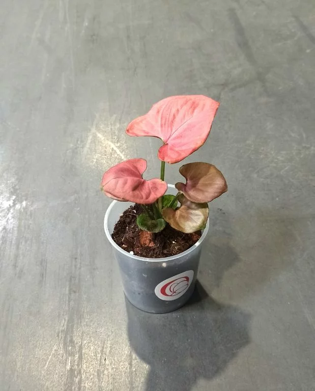 Syngonium Orm Nak – Image 3