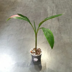 Musa Nono Pink Variegata