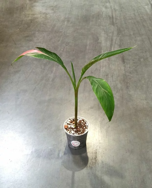 Musa Nono Pink Variegata – Image 3