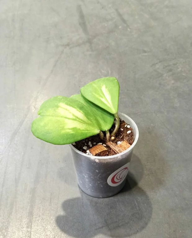 Hoya Obovata Variegata – Image 3