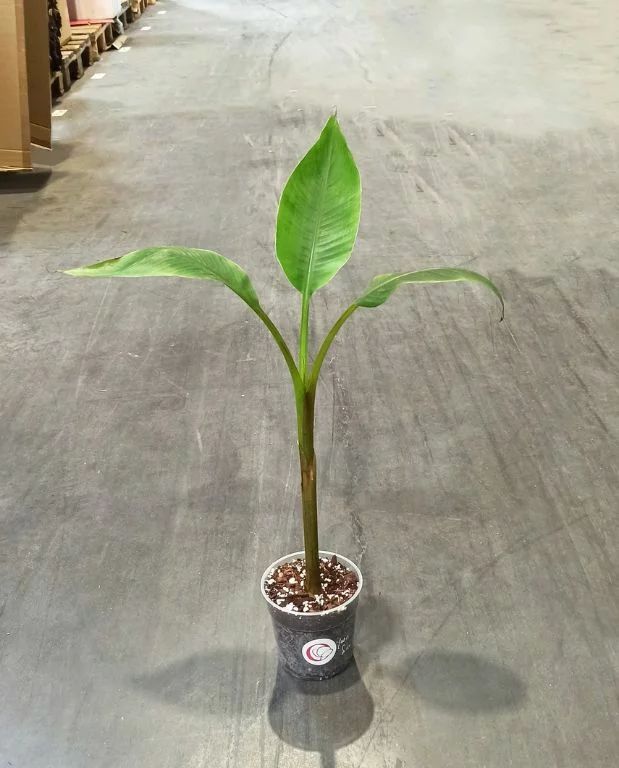 Musa Siam Ruby – Image 4