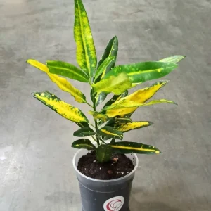 Croton – Codiaeum Sunny Star