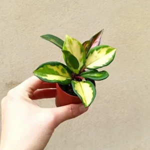 Hoya Carnosa Tricolor