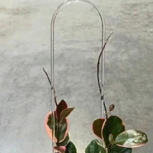 Support Tuteur Plante Grimpante Acrylique Transparent U