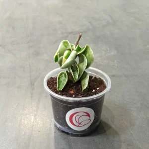 Hoya Carnosa Compacta Variegata