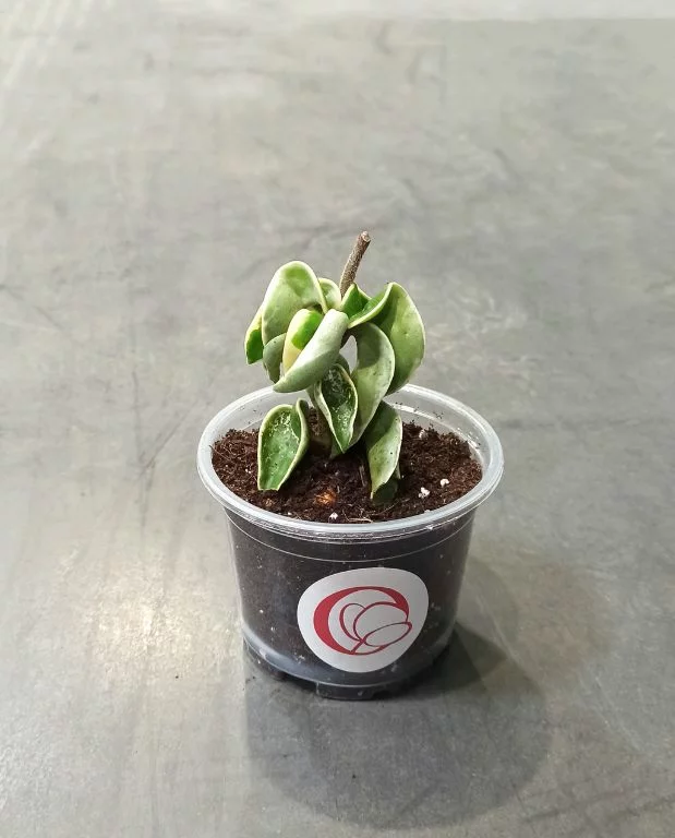 Hoya Carnosa Compacta Variegata