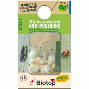 50 larves de Coccinelles contre les Pucerons
