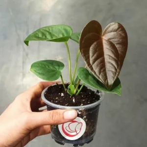 Anthurium Chamberlainii