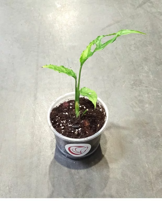 Monstera Obliqua Peru – Image 7