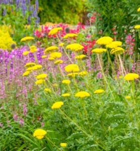 100 et + bulbes D’ÉTÉ en mélange