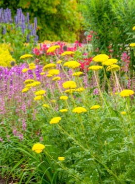 100 et + bulbes D’ÉTÉ en mélange