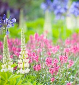 100 et + de PRINTEMPS bulbes en mélange