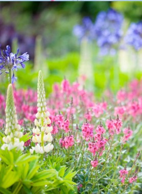 100 et + bulbes D’ÉTÉ en mélange – Image 2