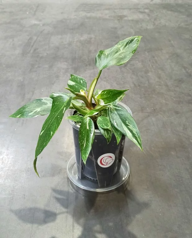 Pot Transparent profond pour Aracées – Parois Micro-Perforées – Image 2