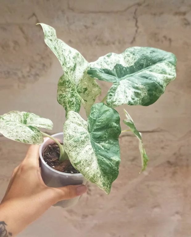 Alocasia macrorrhiza Splash – Image 2