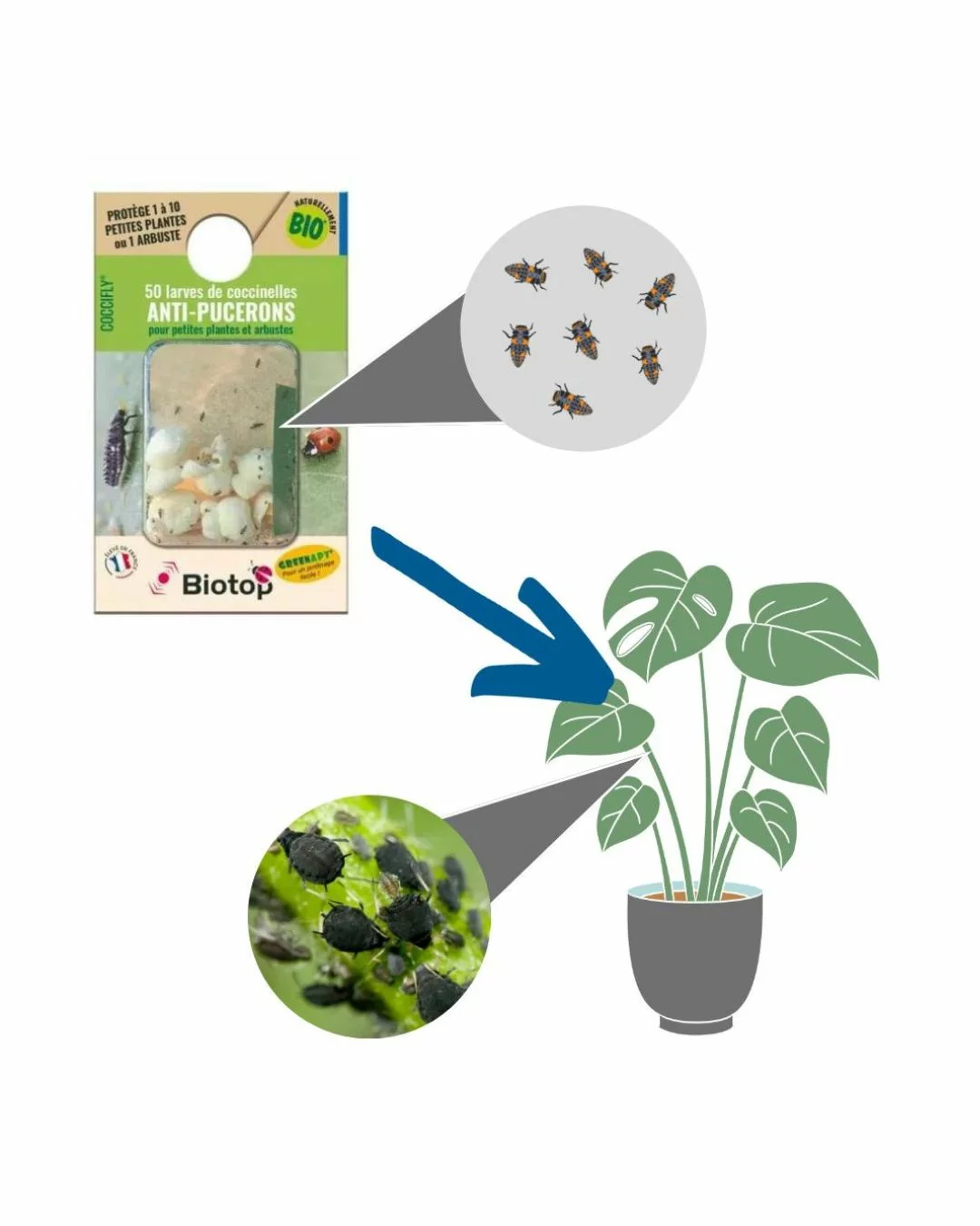 50 larves de Coccinelles contre les Pucerons – Image 3