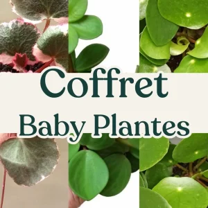 Coffret Baby Plantes