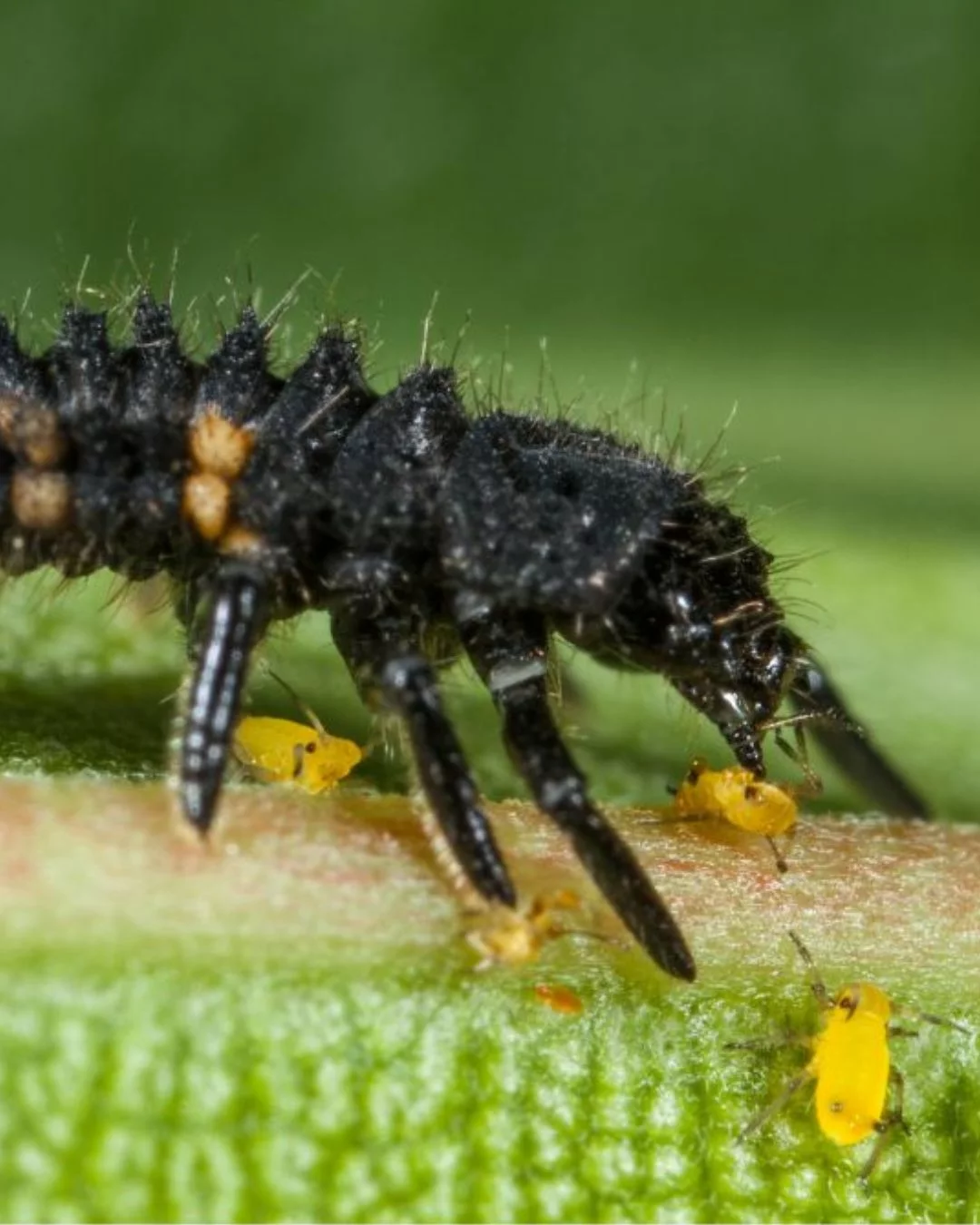 50 larves de Coccinelles contre les Pucerons – Image 2