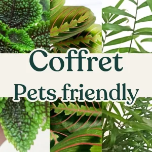 Coffret Plantes Pets Friendly