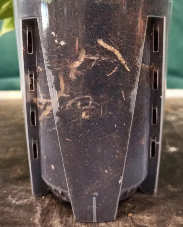 Pot Transparent profond pour Aracées – Parois Micro-Perforées – Image 4