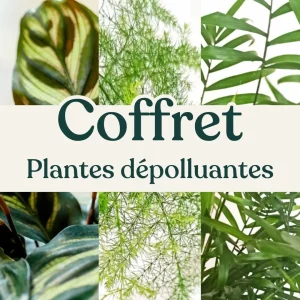 Coffret Plantes Dépolluantes – Purificatrices d&rsquo;Air