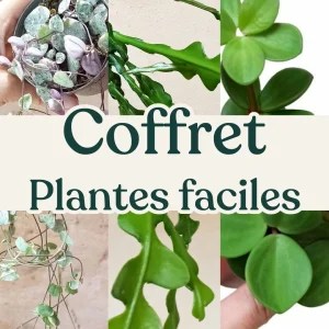 Coffret Plantes Faciles d&rsquo;Entretien – Plantes pour Débutant