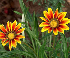 Gazania