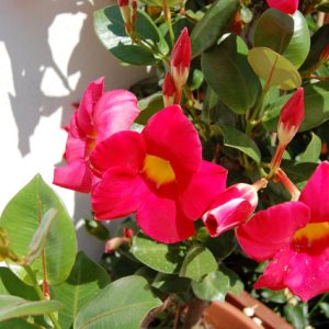 Dipladenia