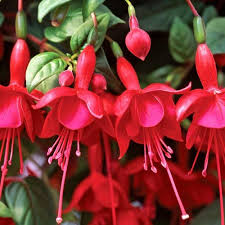 Fushia