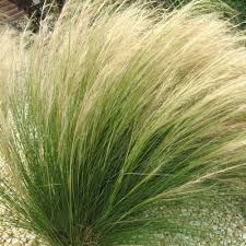 Stipa