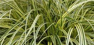Carex