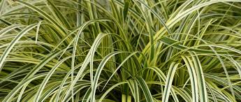 Carex