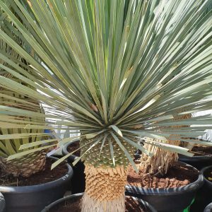 Yucca Rostrata
