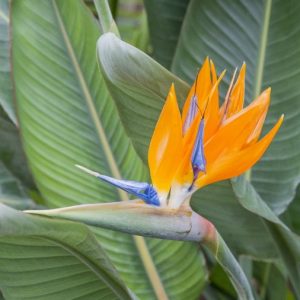 Strelitzia Reginae «oiseau de paradis»
