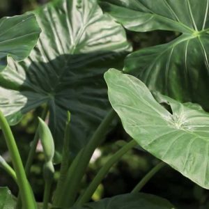 Alocasia Macroohiza
