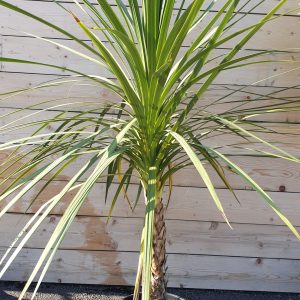 Cordyline Australis (Dracaena)