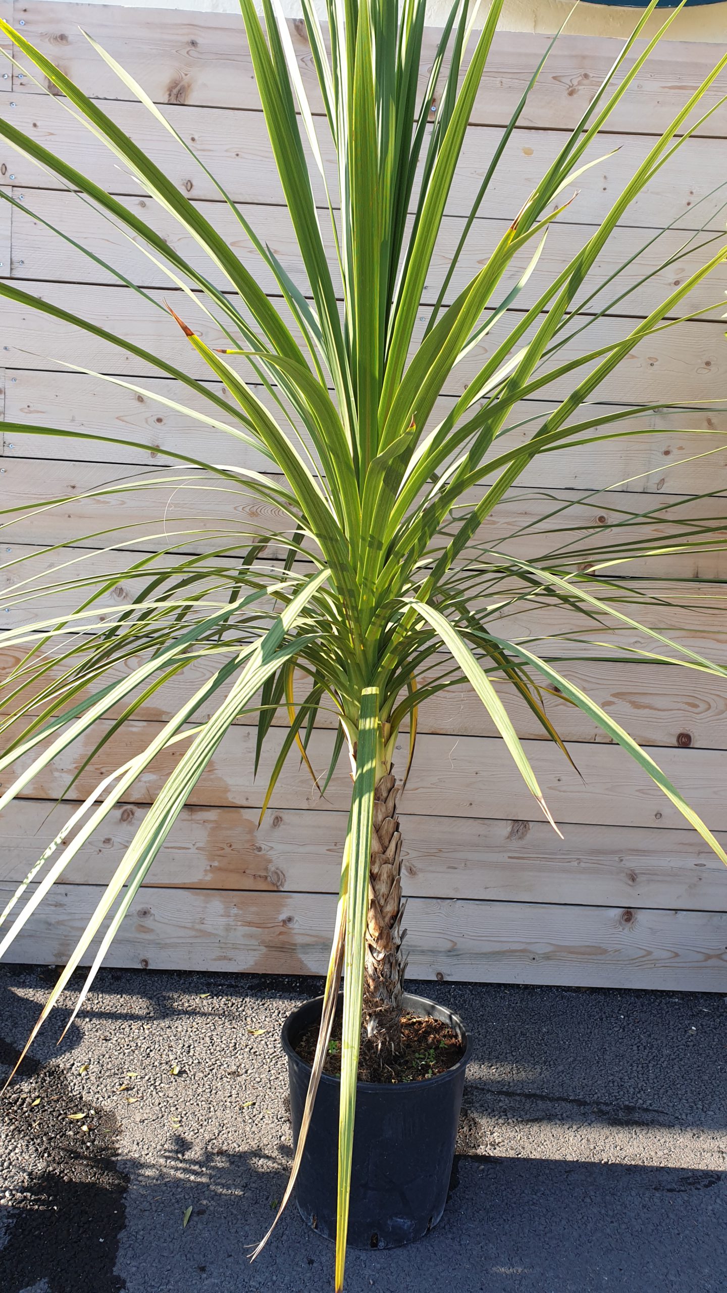 Cordyline Australis (Dracaena)