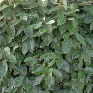 Eleagnus Ebbengei Compacta