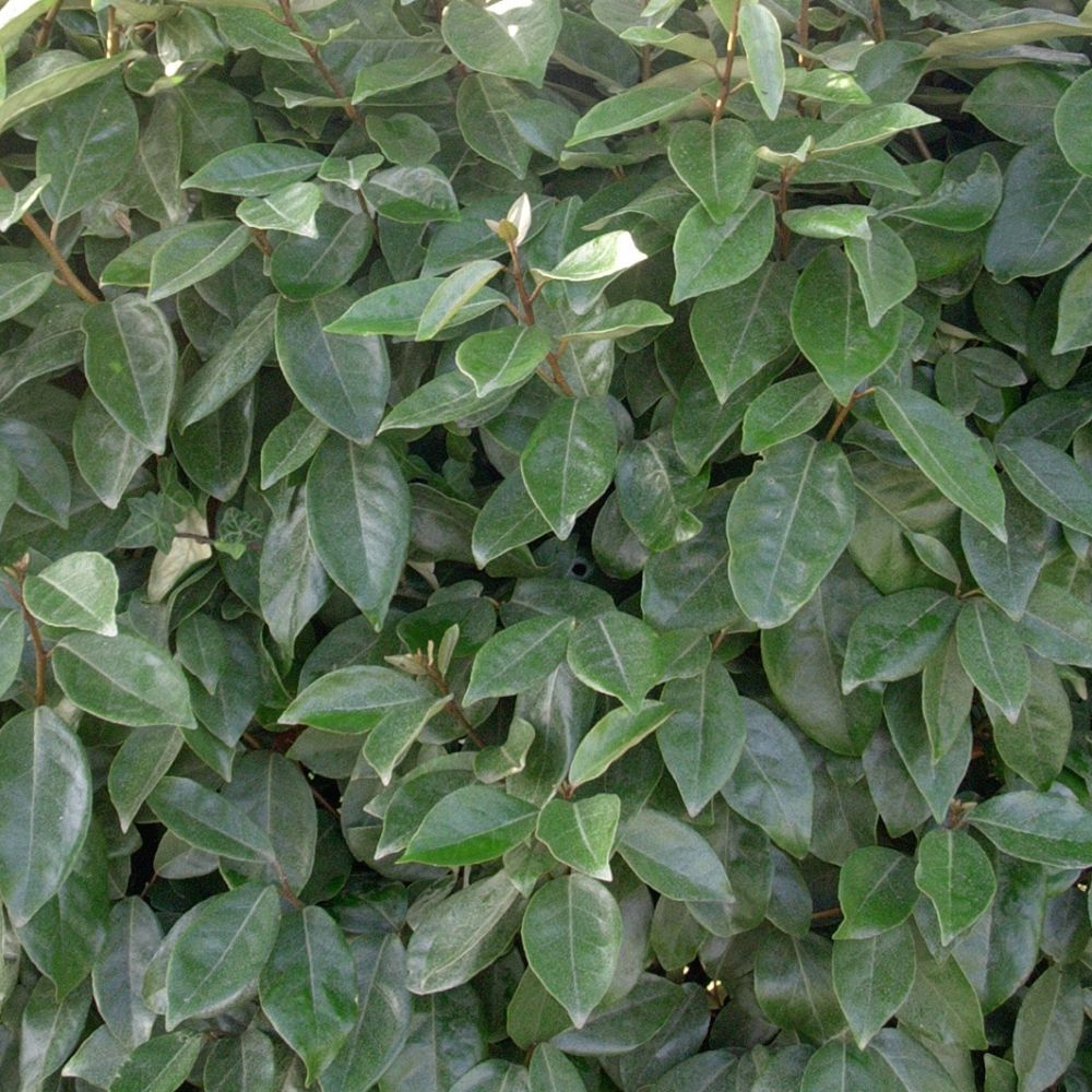 Eleagnus Ebbengei Compacta